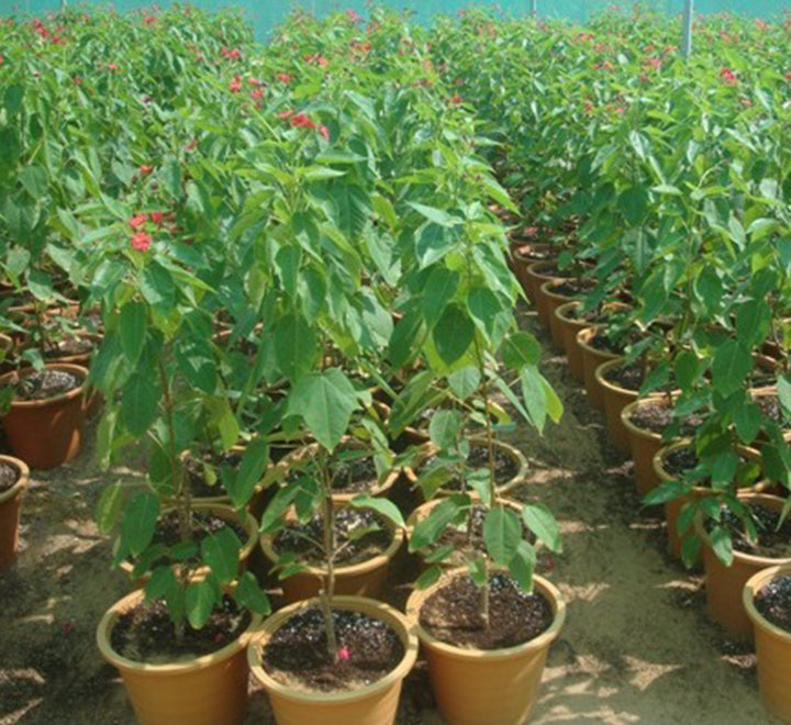 Jatropha integerrima "peregrina or spicy jatropha"