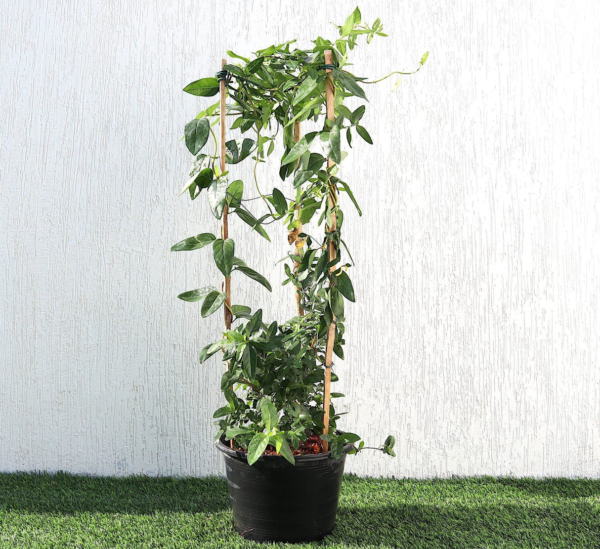 Lonicera "Honeysuckle" 0.8-1.0m