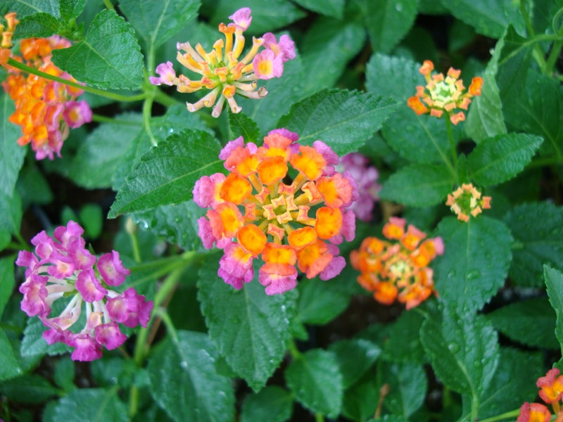 Lantana Camara, Pinkmound, West Indian Lantana 30-40cm