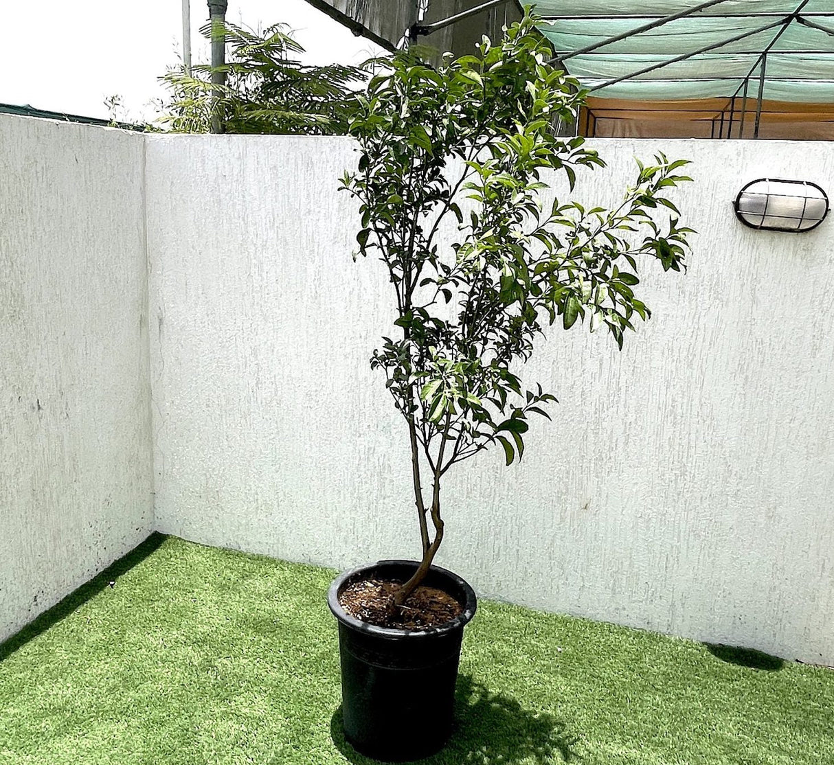 Mandarin Plant "Pakistan's Best Mandarin" 1.3-1.6 m