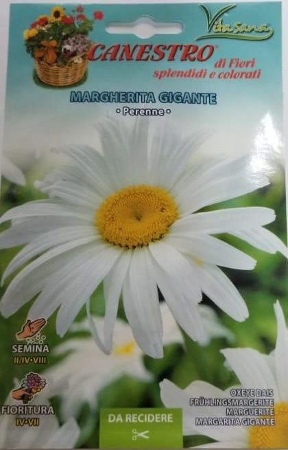 Marghrita Gigante Seeds by CANESTRO