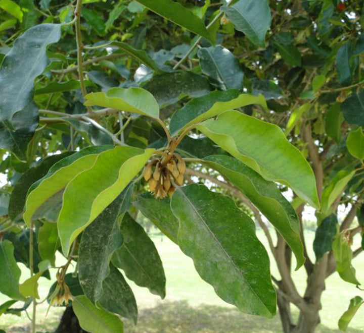 Mimusops elengi or Spanish cherry Tree