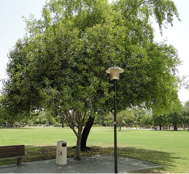 Mimusops elengi or Spanish cherry Tree