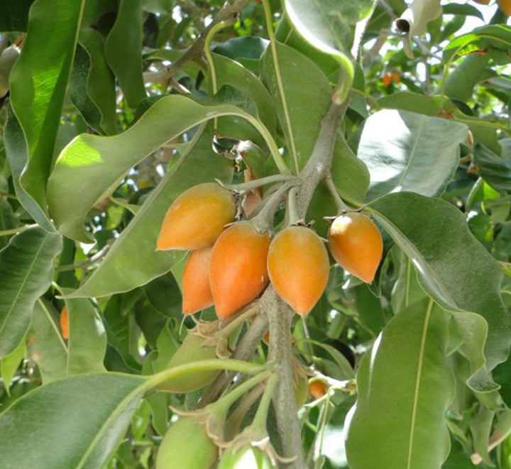 Mimusops elengi or Spanish cherry Tree