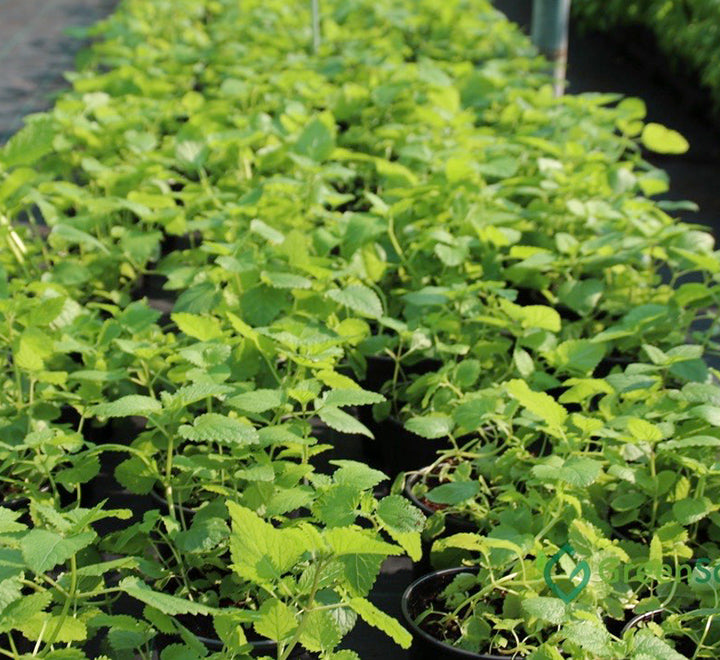 Mint Plant or Mentha