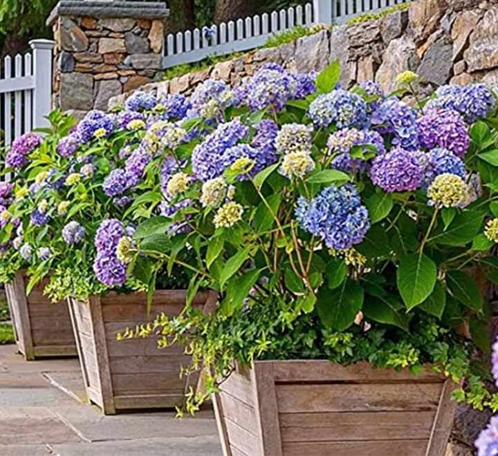 Miracle-Gro Acid-Loving Plant Food