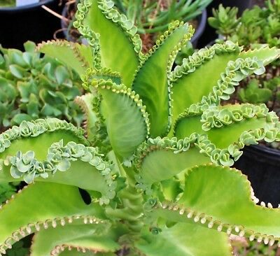 Mother of Thousands "Kalanchoe Daigremontiana" 20-25 cm