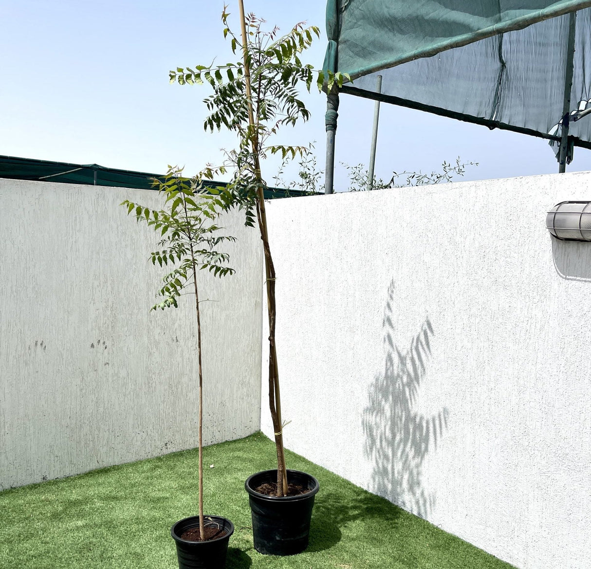 Azadirachta indica "Neem Tree"