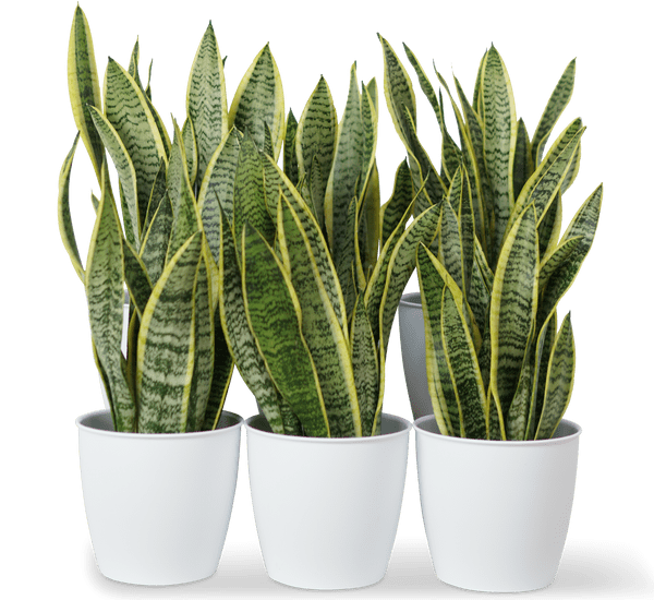 Office Sansevieria Set 30cm to 40cm