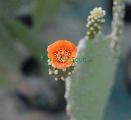 Opuntia ficus indica “Barbary or Indian Fig” 40-60cm
