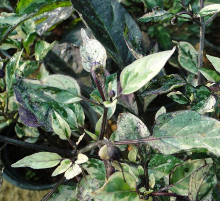 Ornamental pepper plant