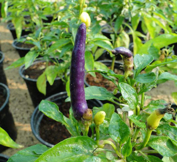 Ornamental pepper plant