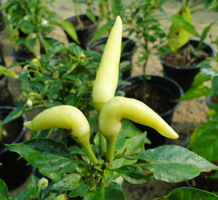 Ornamental pepper plant