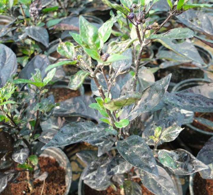 Ornamental pepper plant