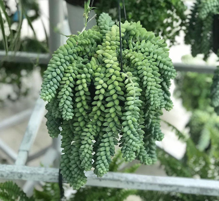Sedum burrito "Hanging" 25 - 35cm
