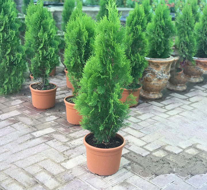 Thuja orientalis 0.8-0.1m