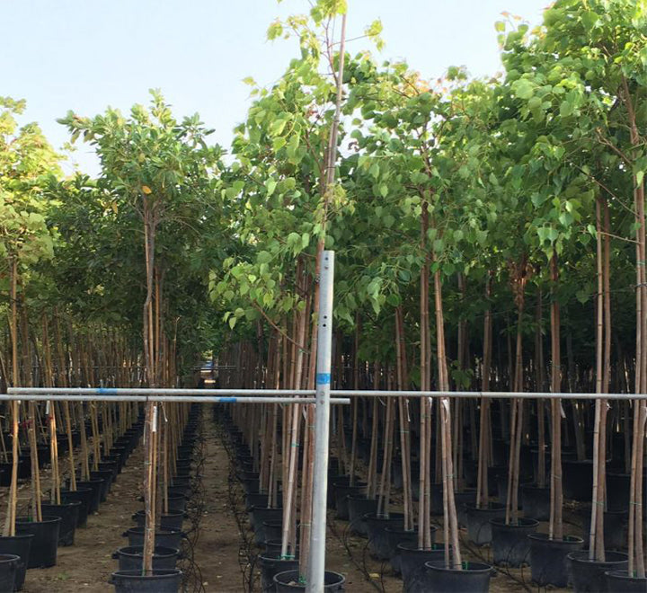 Ficus religiosa "Sacred Fig Tree"