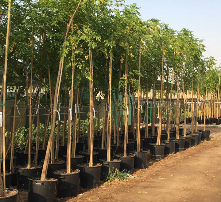 Millingtonia hortensis "Tree jasmine شجرة الياسمين or Indian cork tree"