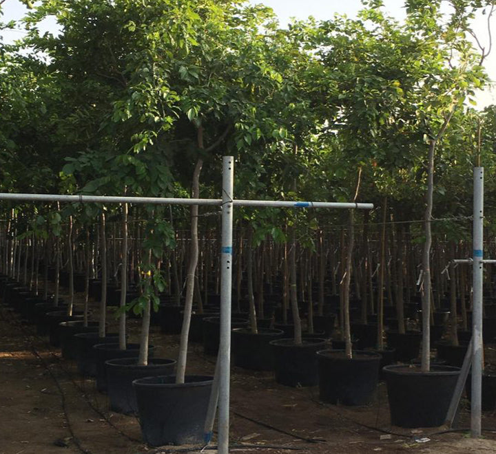 Pongamia glabra or Pongame oil Tree