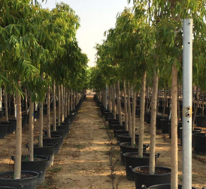 Ficus alii Amstel Queen "Long Leaf Ficus" 1.7-4.0m
