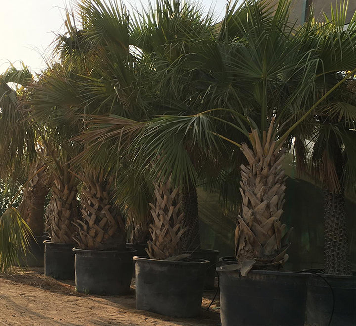 Sabal palmetto | Cabbage Palmetto, Sabal Palm, Carolina Palmetto 2.0-2.5m Height