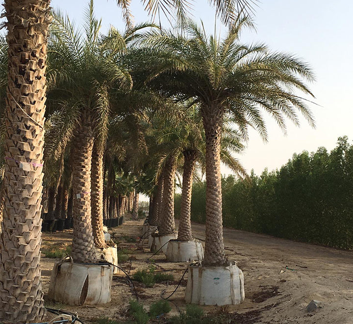 Phoenix sylvestris, Wild or Silver Date Palm 3-4m BT