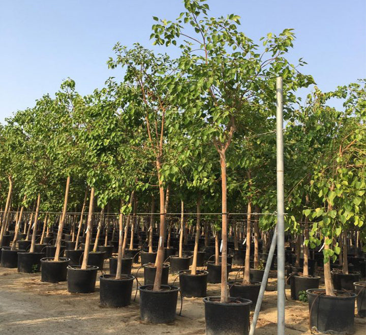 Ficus religiosa "Sacred Fig Tree"