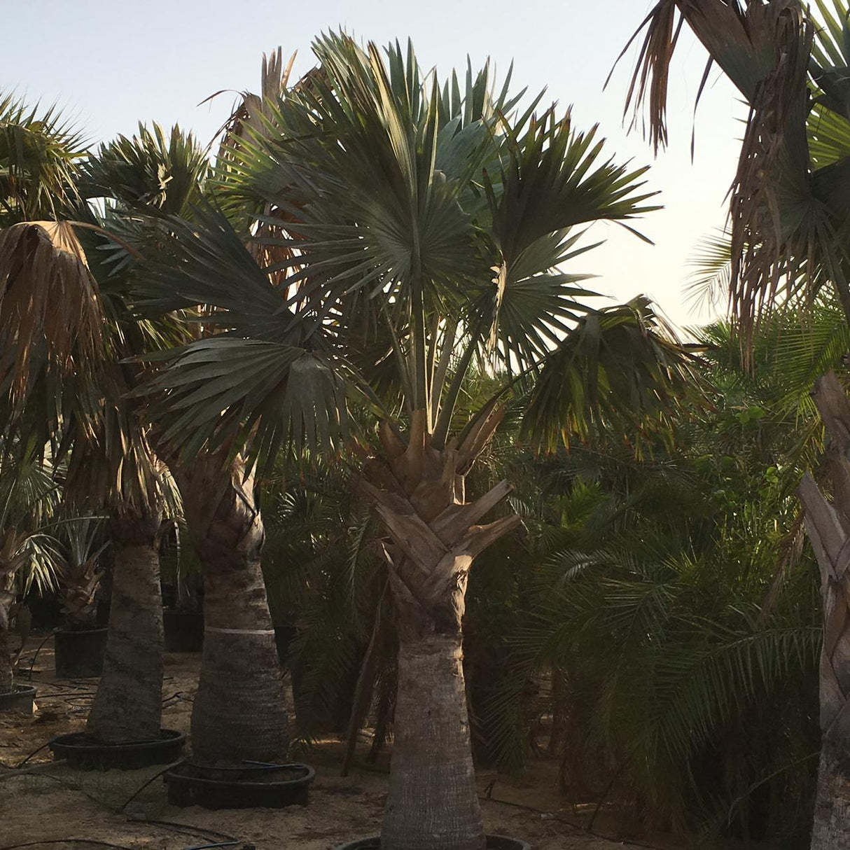 Bismarckia nobilis "Bismark Palm" بسمارك النخيل
