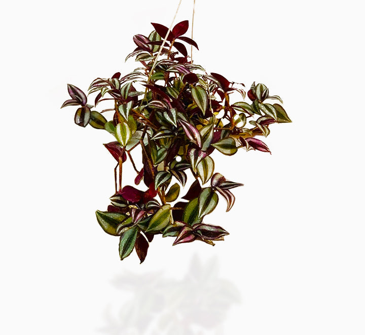 Tradescantia zebrina or Wandering Jew "Hanging"