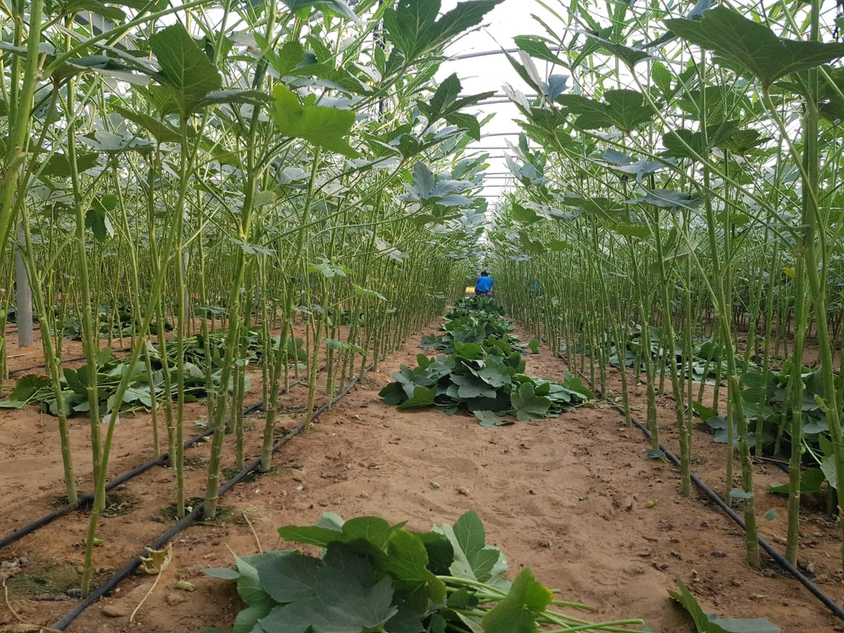 GreenHouse Construction for Organic or Hydroponic Crops