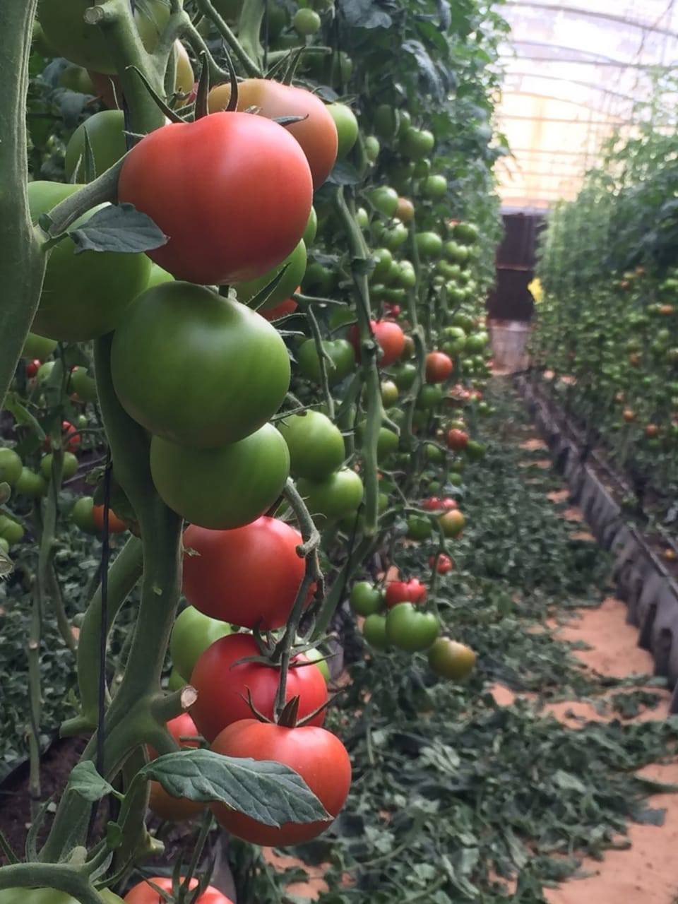 GreenHouse Construction for Organic or Hydroponic Crops