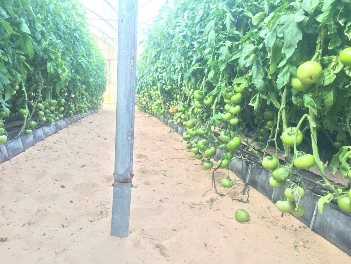 GreenHouse Construction for Organic or Hydroponic Crops