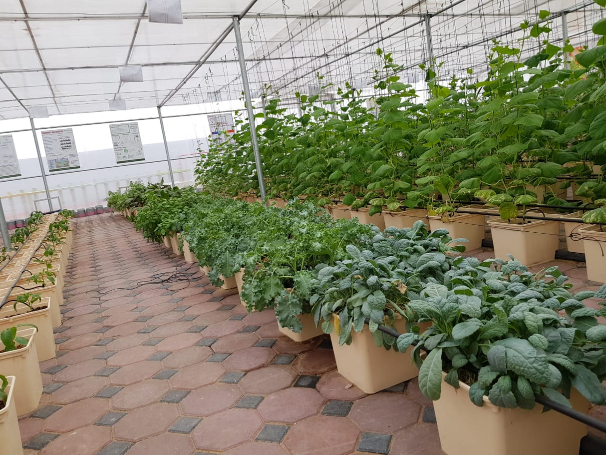 GreenHouse Construction for Organic or Hydroponic Crops