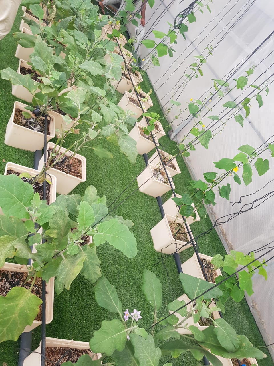 GreenHouse Construction for Organic or Hydroponic Crops