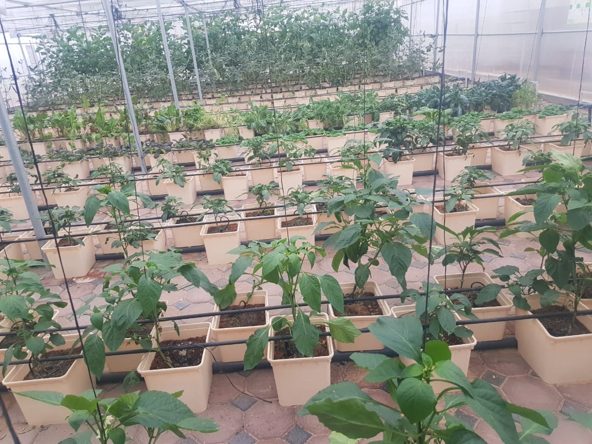 GreenHouse Construction for Organic or Hydroponic Crops