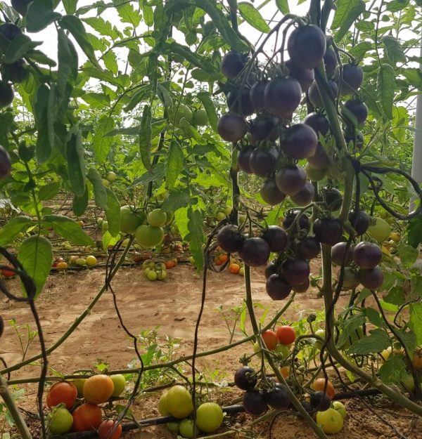 GreenHouse Construction for Organic or Hydroponic Crops