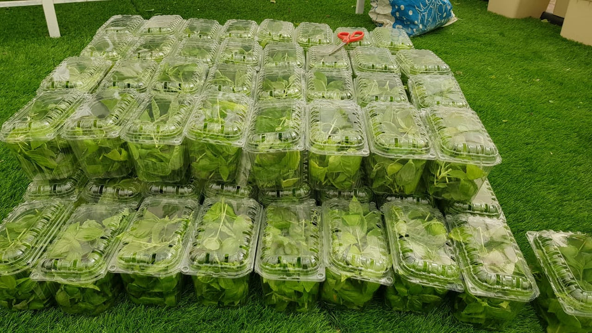 GreenHouse Construction for Organic or Hydroponic Crops