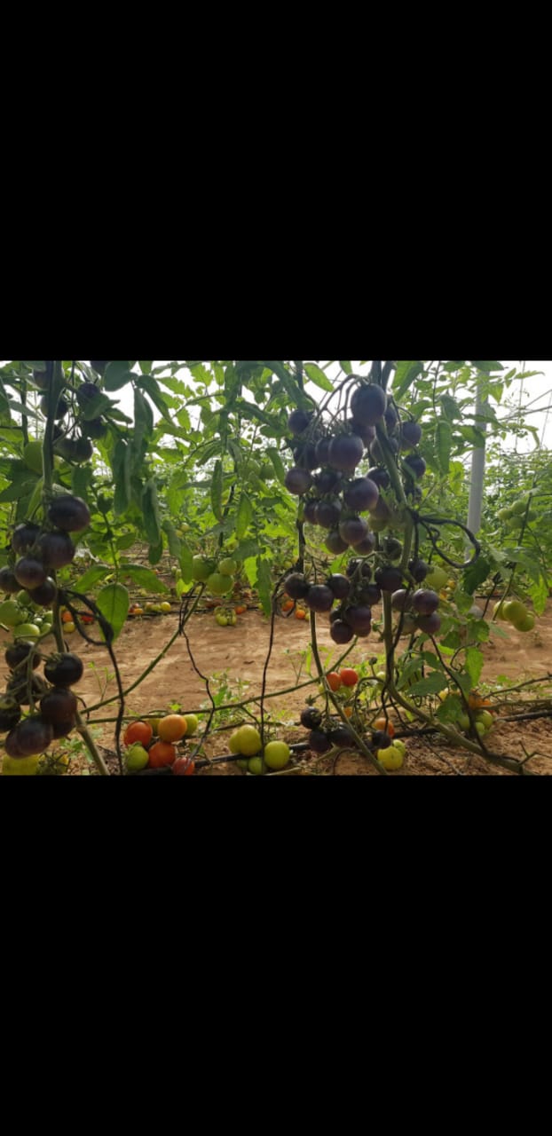GreenHouse Construction for Organic or Hydroponic Crops