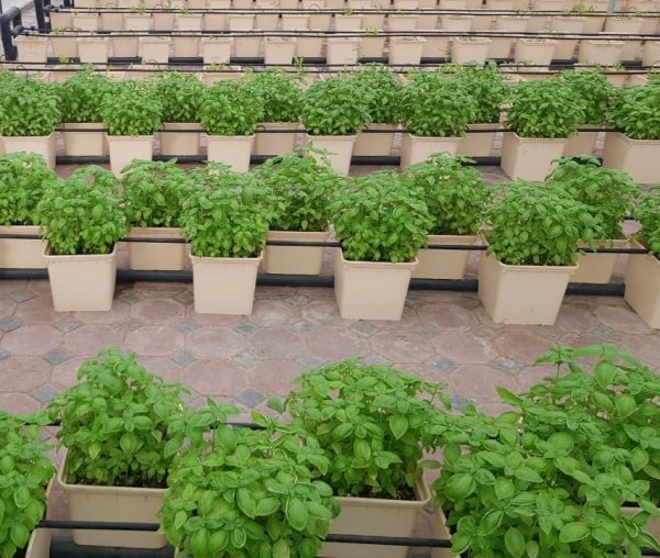 GreenHouse Construction for Organic or Hydroponic Crops