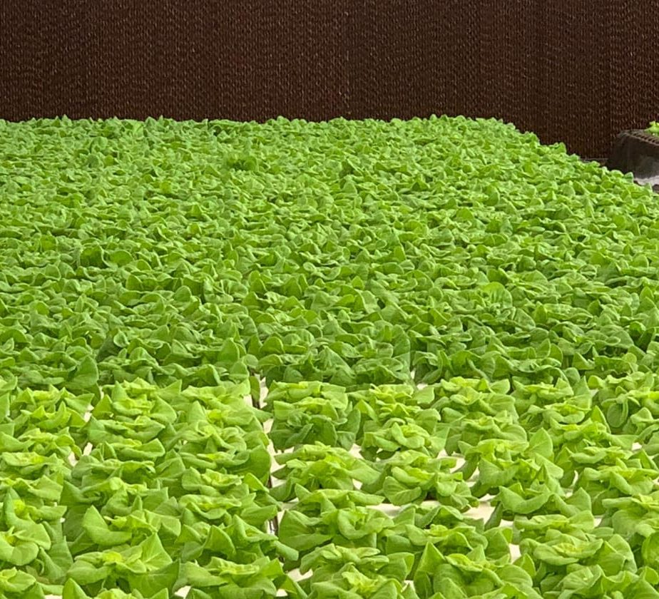 GreenHouse Construction for Organic or Hydroponic Crops