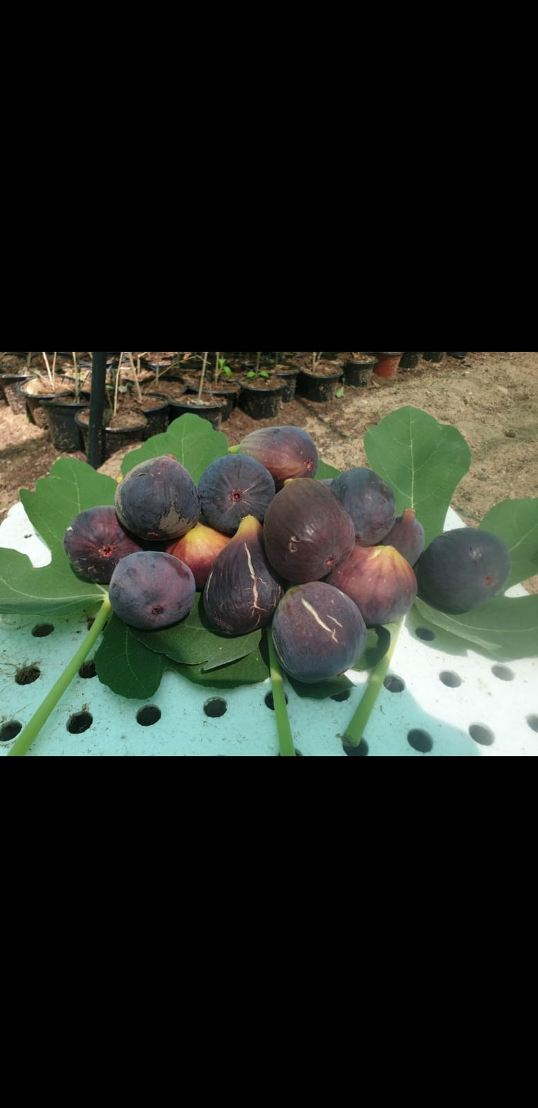 GreenHouse Construction for Organic or Hydroponic Crops