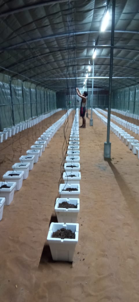 GreenHouse Construction for Organic or Hydroponic Crops