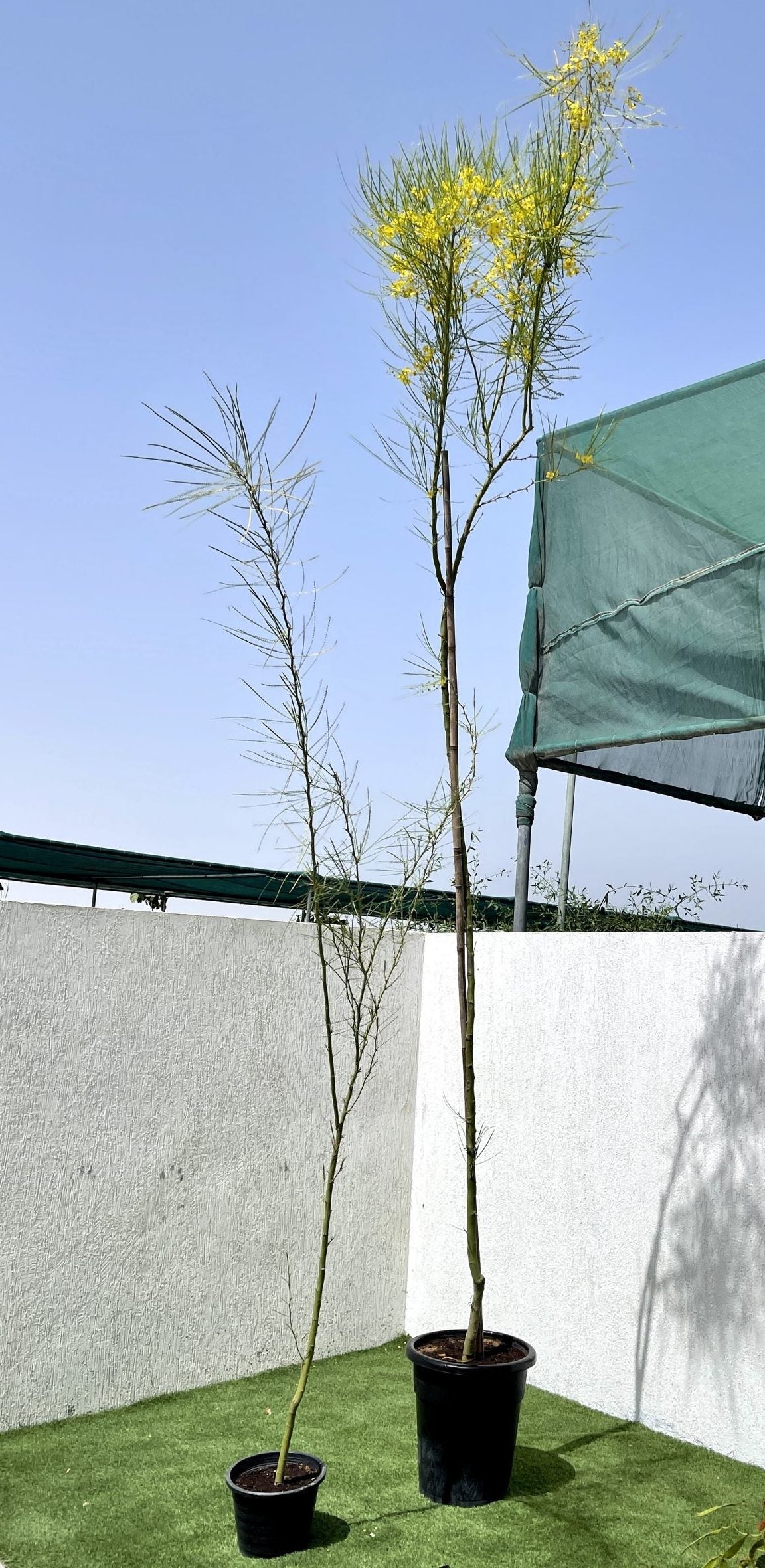 Parkinsonia aculeata, Jerusalem thorn tree