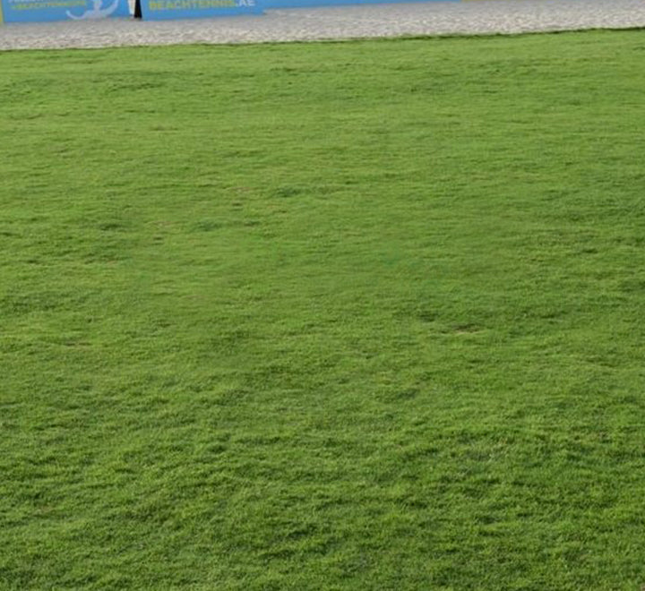 Natural Carpet Paspalum Grass "Paspalium vaginatum"