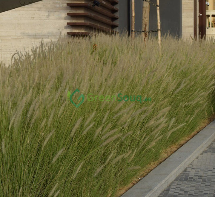 Pennisetum setaceum | African Fountain Grass | Tender Fountain Grass