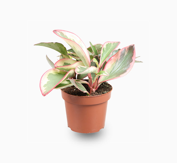 Peperomia Ginny or Tricolor Peperomia 10 - 15cm