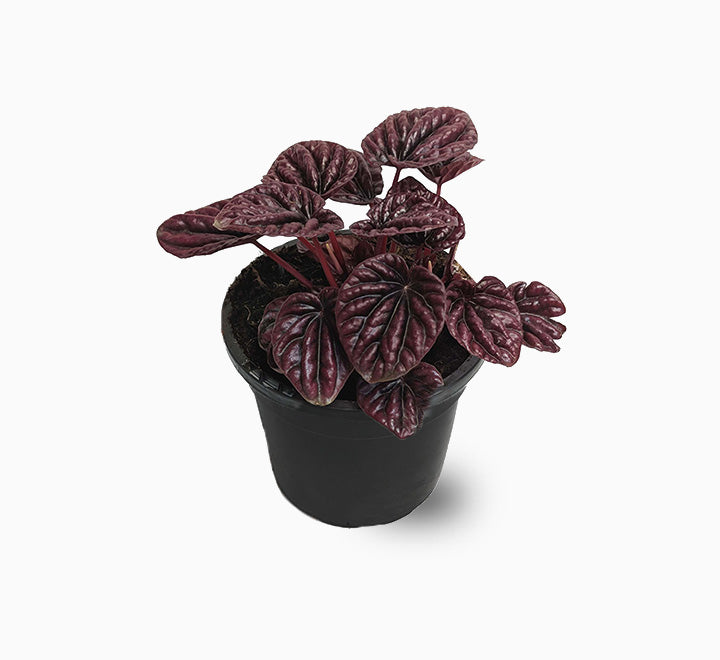 Peperomia Red Luna