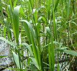 Phragmites australis "Common reed"