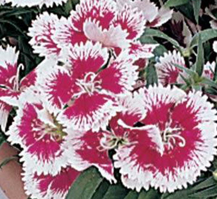 Hanging Dianthus Caryophyllus "Carnation or Clove Pink"