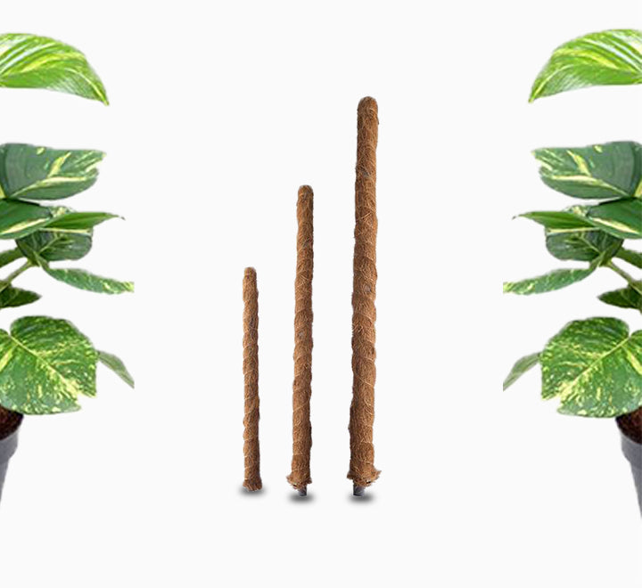 Moss Plant Support Stick